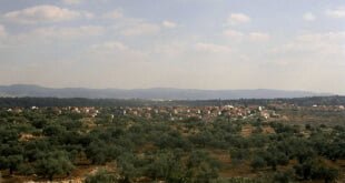 Olivos en territorio palestino muy cerca de los asentamientos israelíes en expansión. Foto: IRIN/Shabtai Gold