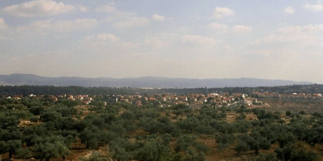 Olivos en territorio palestino muy cerca de los asentamientos israelíes en expansión. Foto: IRIN/Shabtai Gold