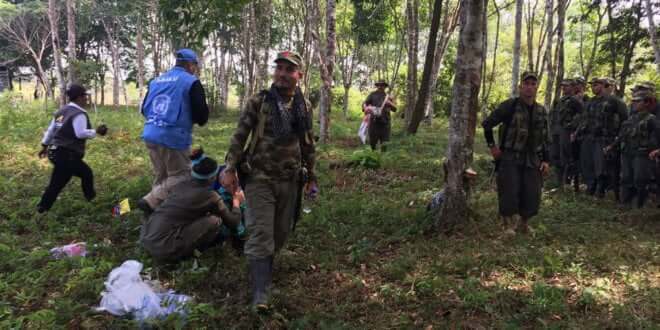 Imagen de la llegada de los últimos miembros de las FARC-EP a las zonas veredales. Foto: Misión de la ONU en Colombia