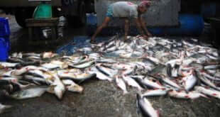 Un trabajador de una lonja de pescado descarga las capturas del día. Foto: FAO