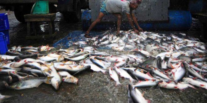 Un trabajador de una lonja de pescado descarga las capturas del día. Foto: FAO