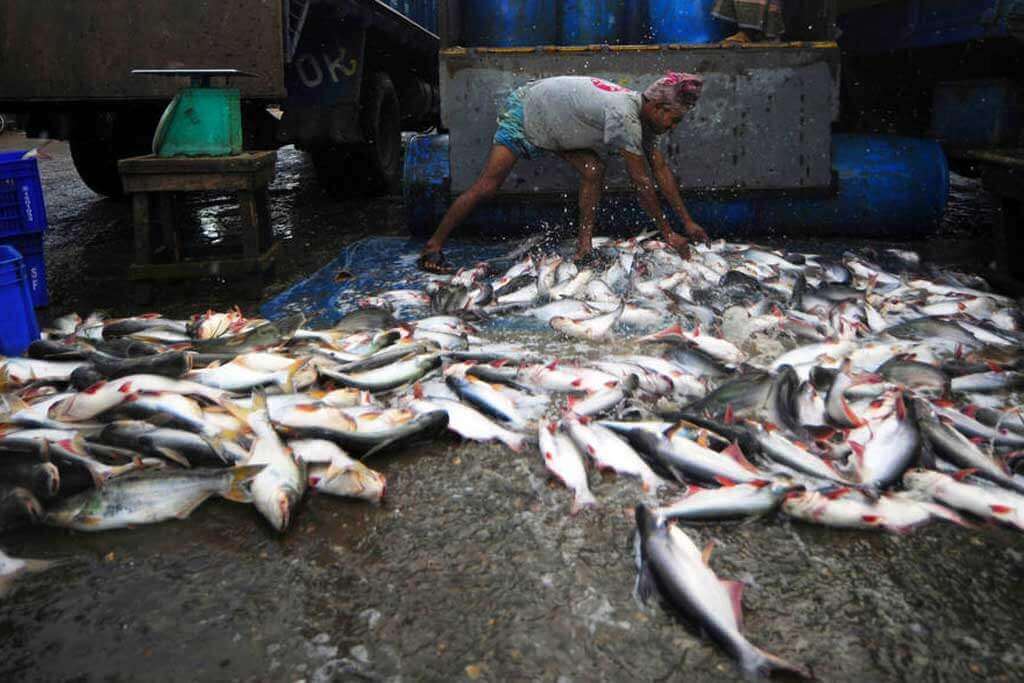 Un trabajador de una lonja de pescado descarga las capturas del día. Foto: FAO