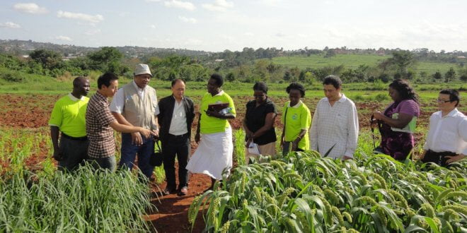 FAO/Alessandro Stelzer Un evento de Cooperación Sur-Sur de la FAO reúne a expertos Chinos con agricultores de Uganda.